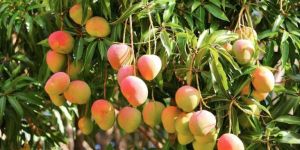 Mango Plants