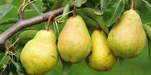 Pear Plants