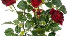 Rose Flower Plants
