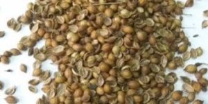 Coriander Seeds