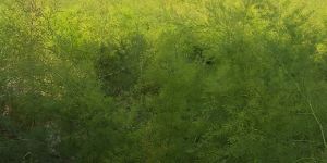 Contract Farming Nepali Golden Asparagus