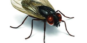 Flies Control Treatment