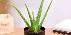 Aloe Vera Plant