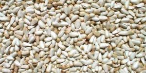 American Saffron Seeds