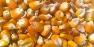 Yellow Corn Seeds