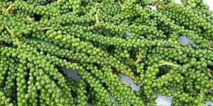 Dried Green Bell Pepper