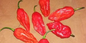 Ghost Pepper