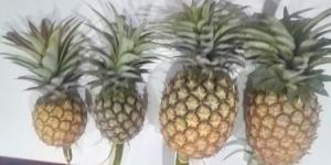 Fresh Pineapple