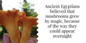 Oyster Dry Mushroom