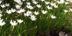 Sun Exposure Lily Flower