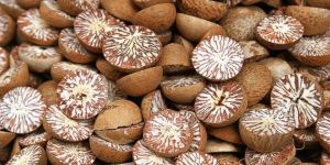 Betel Nuts