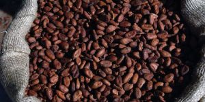 Cocoa Beans