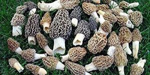 Morel Mushroom