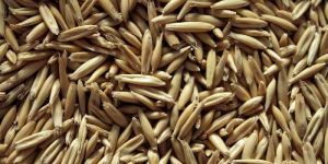 Oat Seeds
