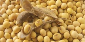 Soybeans Seeds