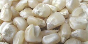 White Corn