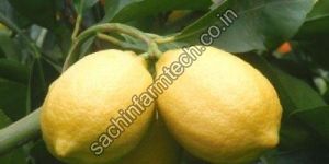 Seedless Lemon