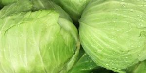 Fresh Cabbage