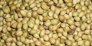 Coriander Seeds