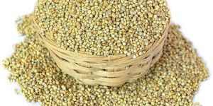 Indian Millet Seeds
