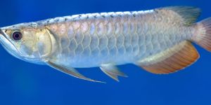 Arowana Fish