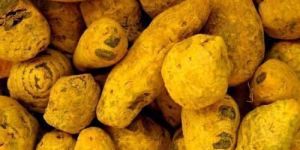 Turmeric Bulb