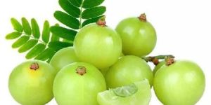 Fresh Amla