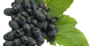 Fresh Black Grapes