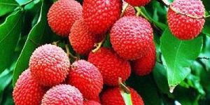 Fresh Litchi