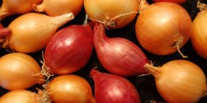 Onions