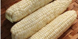 Fresh White Corn