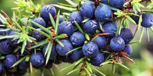 Juniper Berry Oil