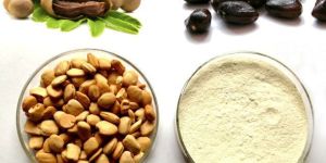 Tamarind Seeds Powder