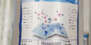 Rose0062 Fragrance Oils