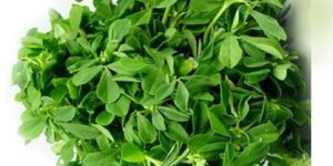 Fresh Fenugreek Leaves