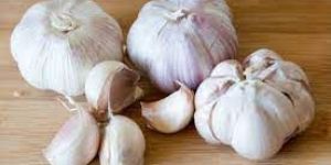 Fresh Garlic