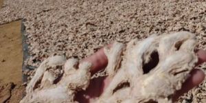 Dry Ginger
