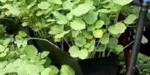 Hydroponic Vertical Farming