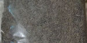 Cumin Seeds