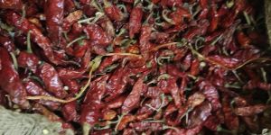 Dried Red Chilli