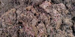 Vermicompost Fertilizer