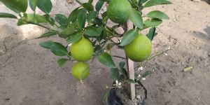 KAGZI BARAMASI LEMON PLANT