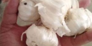 Garlic