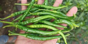 Green Chilli
