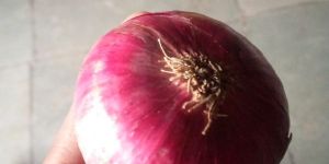 Onions