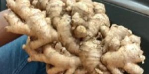 Ginger