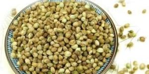 Hemp Seeds