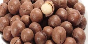 Macadamia Nut