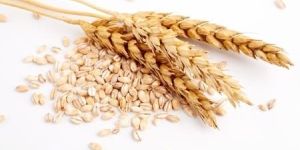Wheat Grain