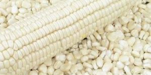 White Corn